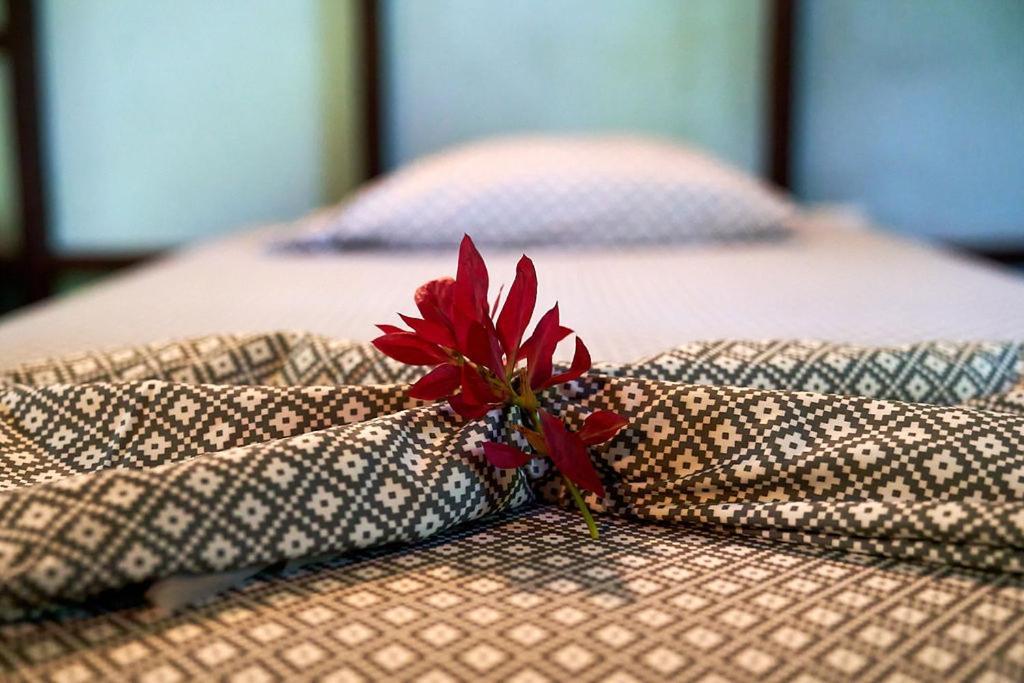 מונטזומה Luz En El Cielo Eco-B&B/Hostel מראה חיצוני תמונה